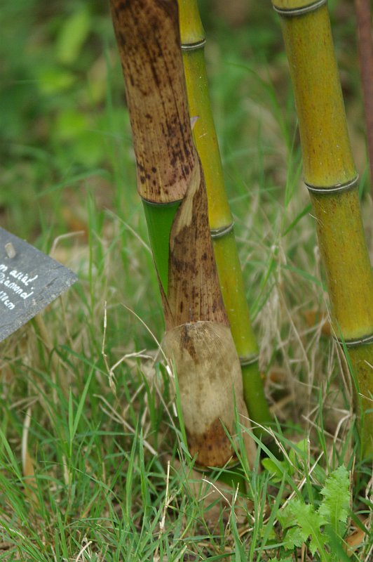 Phyllostachys prominens